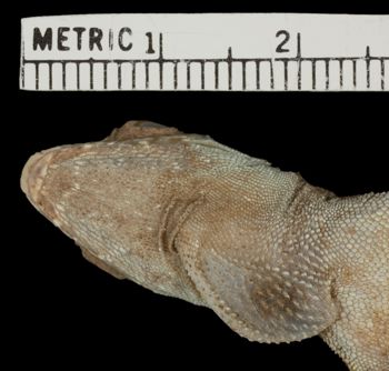 Media type: image;   Herpetology R-80955